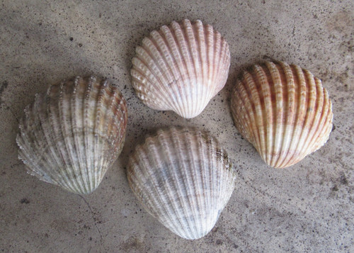 Large cockle clam shells - cockle,