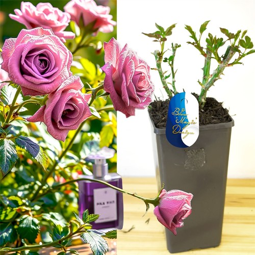 Perfume bush rose flower - perfume,