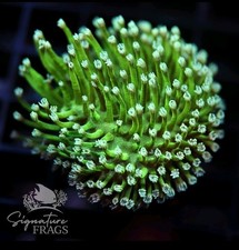Japanese Deep Water Neon Green Toadstool High End Soft Coral Frag