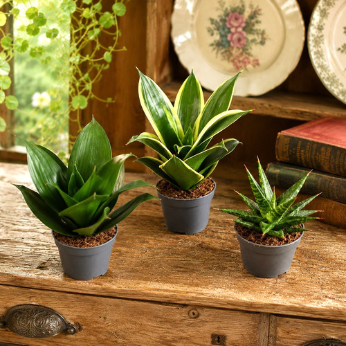 Sansevieria hahnii snake - sansevieria,