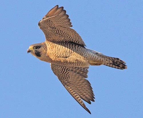 Peregrine falcon glossy - peregrine,