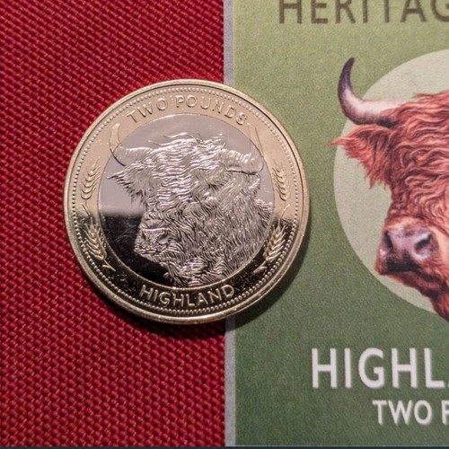 2024 highland cow - 2024, two