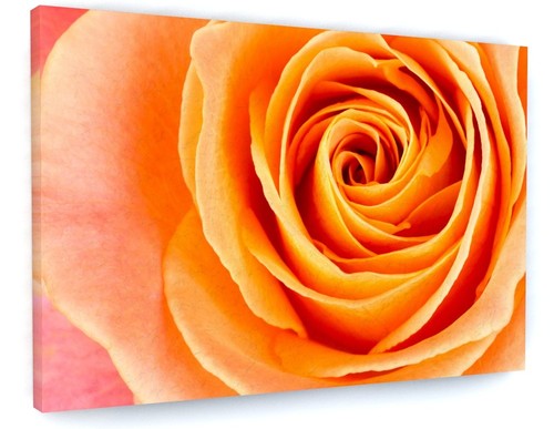 Orange rose flower canvas - orange,