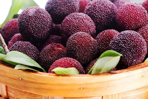 Red bayberry seeds myrica - red,