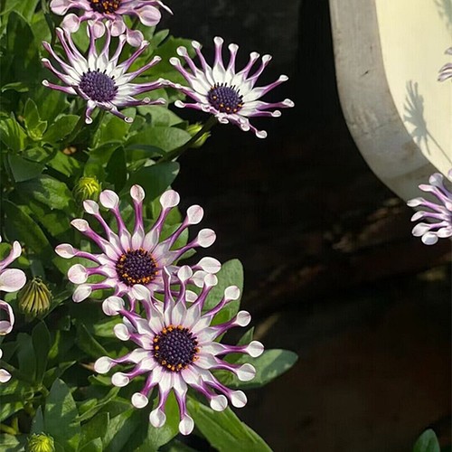 Blue daisy seeds - blue,
