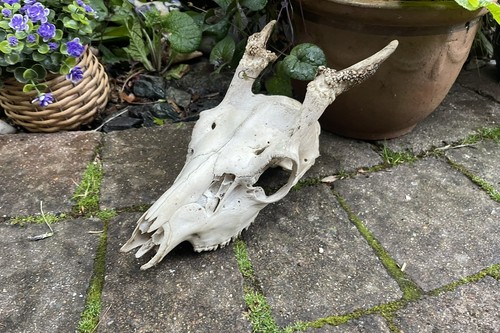 Real skull young male - real, fallow