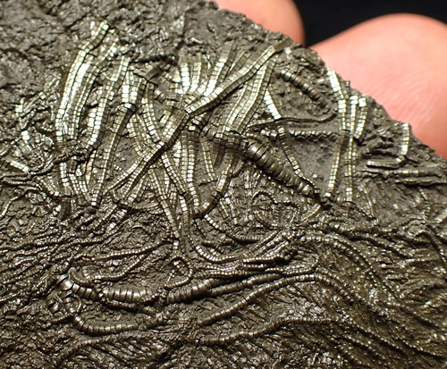 Detailed pyrite crinoid - , fossil