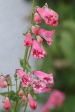 Penstemon Species RLB 11cm pot