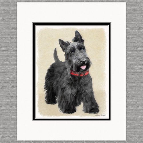 Scottish terrier scottie dog - terrier,