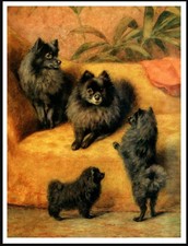 POMERANIAN DOG ART PRINT