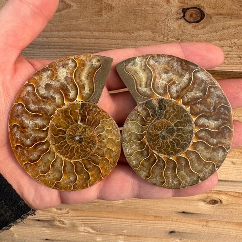 Ammonite fossil pair - fossil,