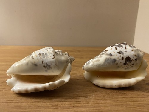 Sea shells set 2 - set,