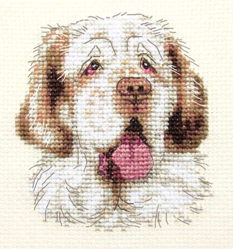 Clumber spaniel pup dog full - pup,