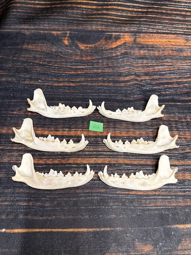 Real coyote jaws man cave - real,
