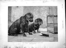 Original Old Antique Print 1892 Dead Bird Cage Puppy Dogs Harland Fisher F 19th