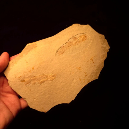 Lycoptera davidi fossil fish - davidi,