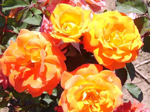 Super trouper standard rose - trouper,