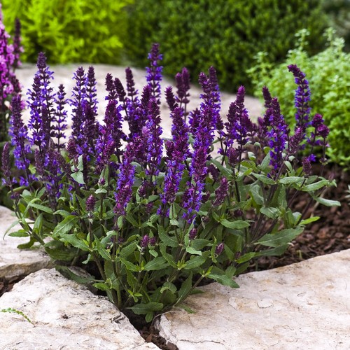 Salvia edula blue hardy - salvia,