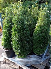Ilex crenata 'Caroline Upright' (Japanese holly) cone 100-110cm tall