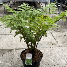 Cyathea cooperi -  Lacy Tree Fern 10ltr pot