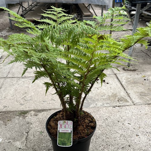 Cyathea cooperi lacy - cooperi, tree
