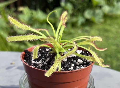 Live drosera capensis - capensis, sundew