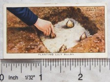1938 Wills Garden Hints No. 24 Planting Lily Bulbs