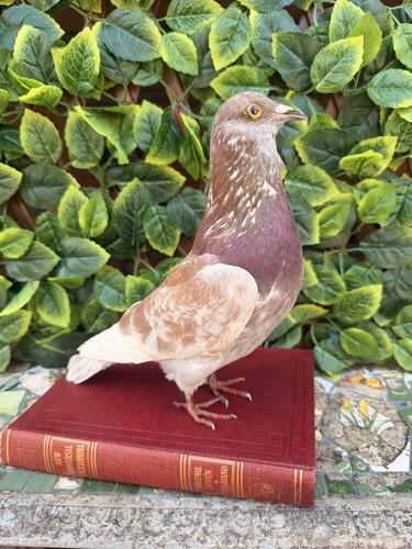 Beautiful taxidermy pigeon - beautiful,