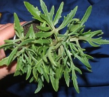 Lovely unusual house plant