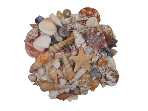 Natural beach shells home - natural,