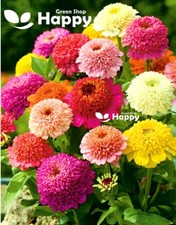 ZINNIA SCABIOSA FLOWERED - 150 SEEDS - Zinnia elegans -  LARGE CRESTED FLOWERS