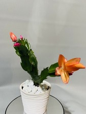 Christmas Cactus- Orange   |