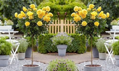 Yellow standard flowering - yellow,