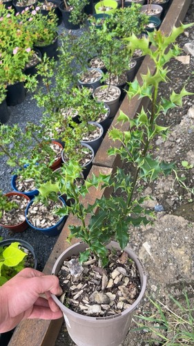Litre pot holly tree - litre,