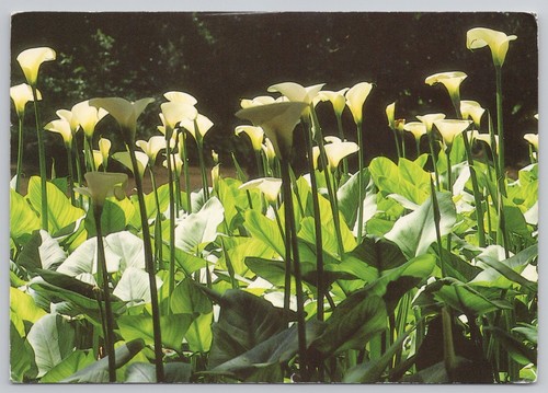 Calla lily zantedeschia - lily, (zantedeschia