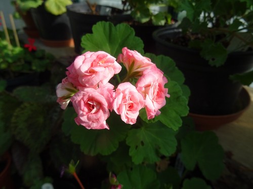 Pelargoniim grangers antique - grangers,