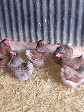 6 Blue Lace Wyandotte Bantam