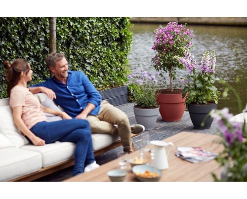 Garden plant flower pot - flower,