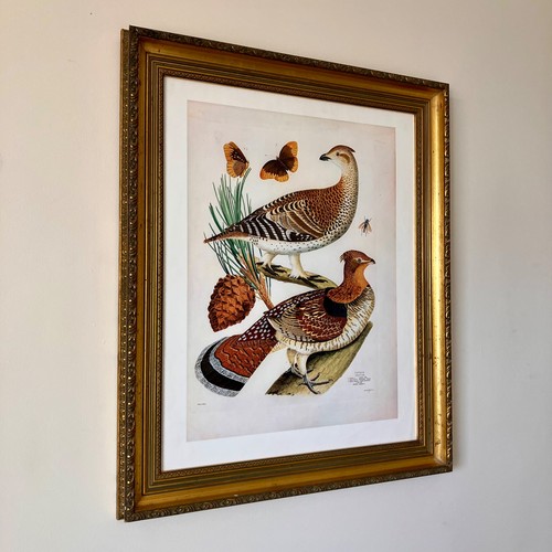Vintage art print grouse - of,