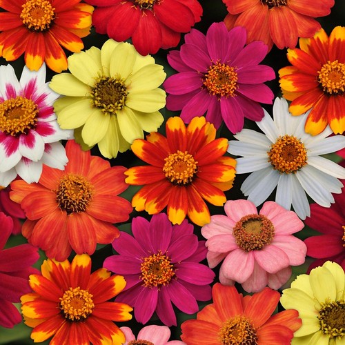 Zinnia zahara mix heat and - mix,