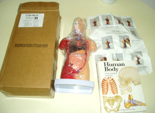 Anatomical model the human - model,
