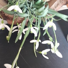 10 Snowdrop Bulbs Galanthus