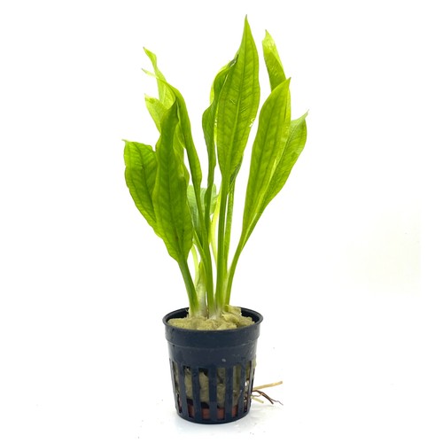 Amazon sword echinodorus - sword,