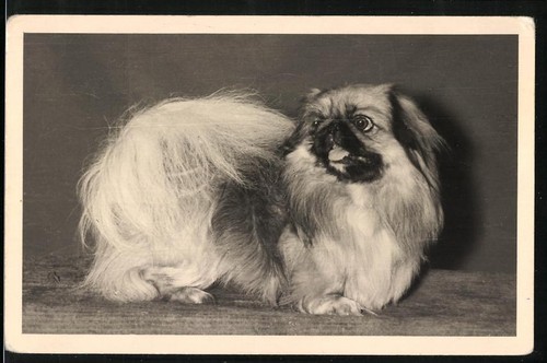 Photography pekingese dog - photography,