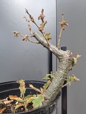 chunky  Oak Bonsai Tree