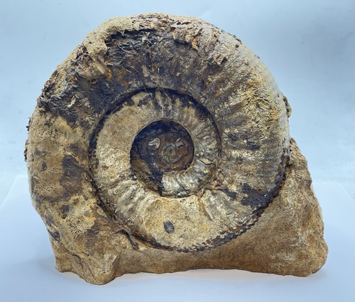 Large bajocian middle - bajocian, (middle