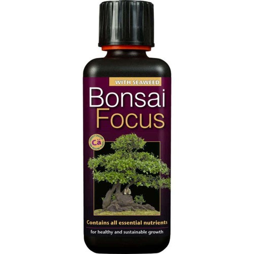 Bonsai focus tree food - bonsai, feed