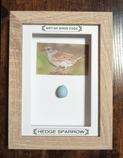 Framed British Birds Eggs