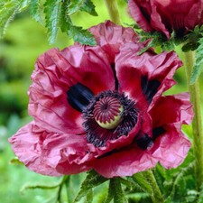 Perennial Plants Oriental