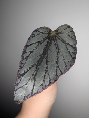 Begonia rooted cutting jolly - rooted,